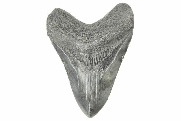 Serrated, Fossil Megalodon Tooth - South Carolina #190241